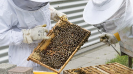 včelař dva beekeeper-2650663 1280